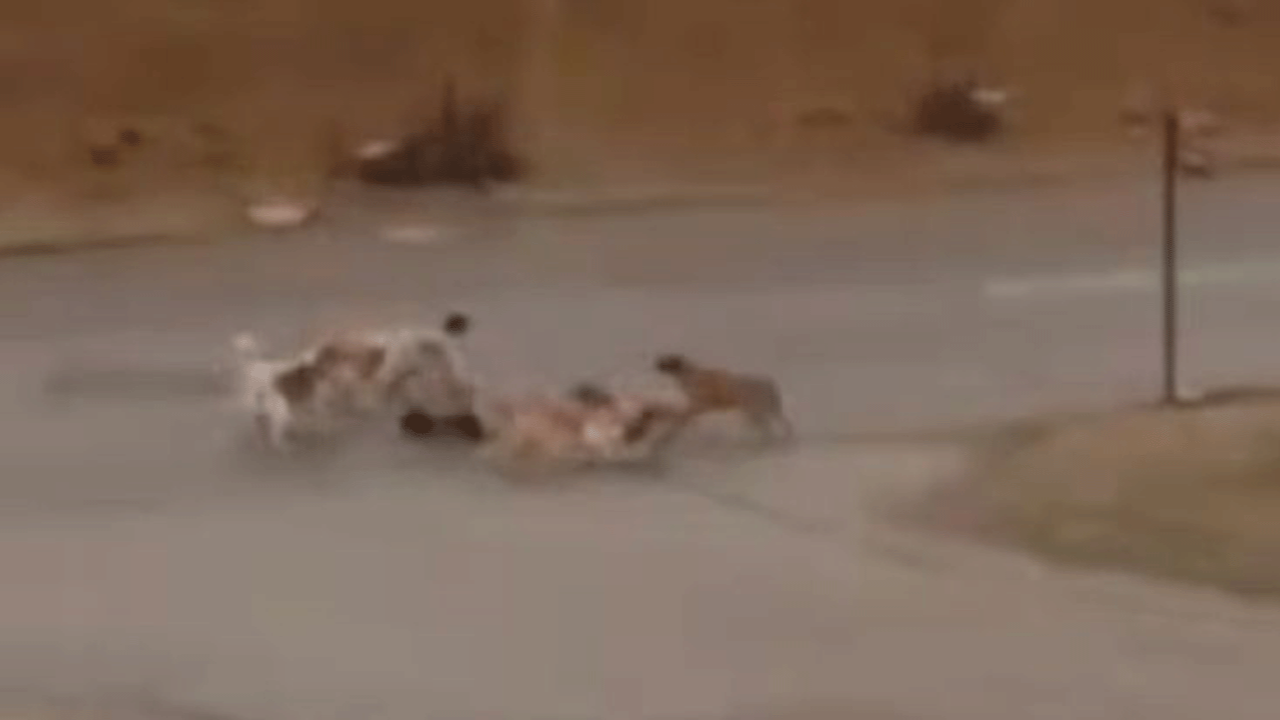 Yenimahalle'de sokak köpekleri yoldan geçen vatandaşlara saldırdı!