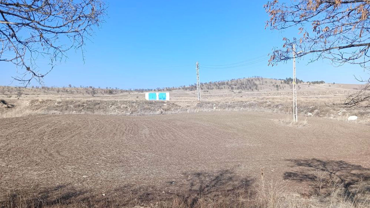 Keçiören'de sahipsiz köpekler sürüden ayrılan koyunlara saldırdı!