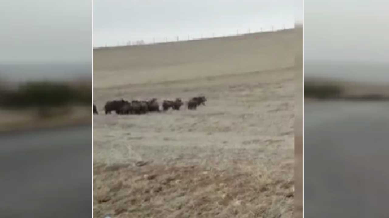 Elmadağ’da domuz sürüsü tarlaya girdi, O anlar kameraya yansıdı