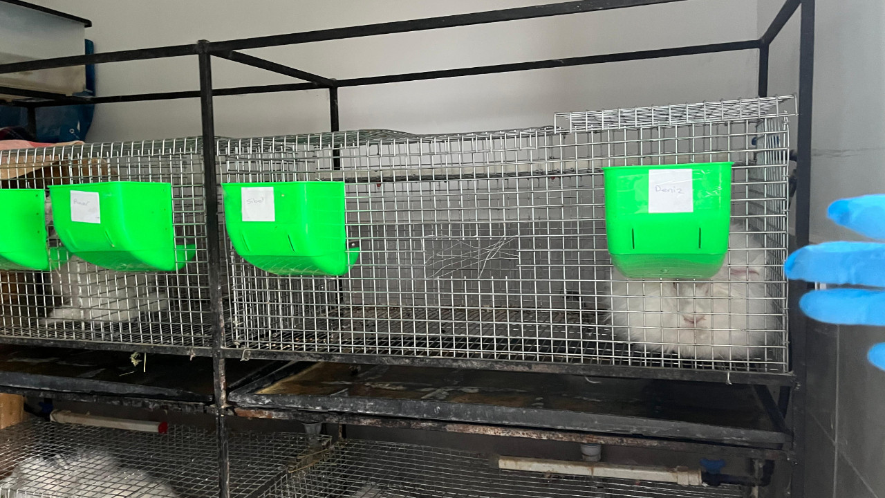 Elmadağ Belediyesi Angora Tavşanı mirasını yaşatıyor: Yünü özel astronot kıyafetlerinde kullanılıyor