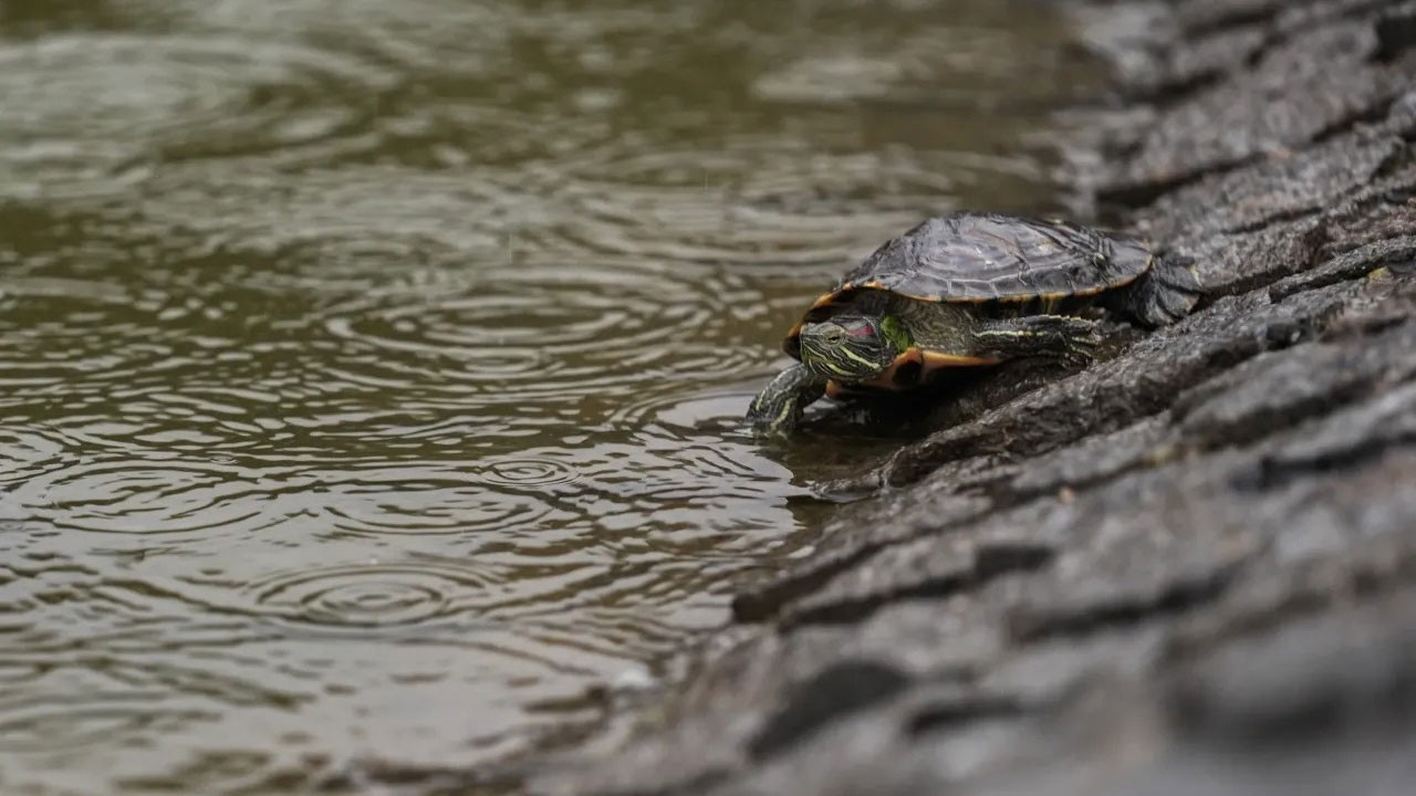Ankaralılar, Bademlidere'deki "Çimen"in sırrını çözmeye çalışıyor!