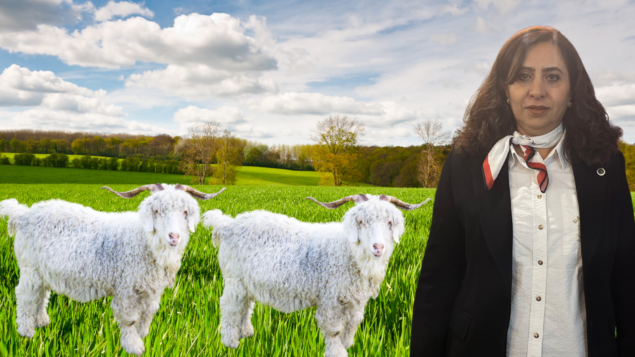 Ankara'nın tiftik keçisi eski günlerinden uzak: Bozok Tarımsal Kalkınma Kooperatifi Başkanı Ayfer Ulusoy reçeteyi verdi!