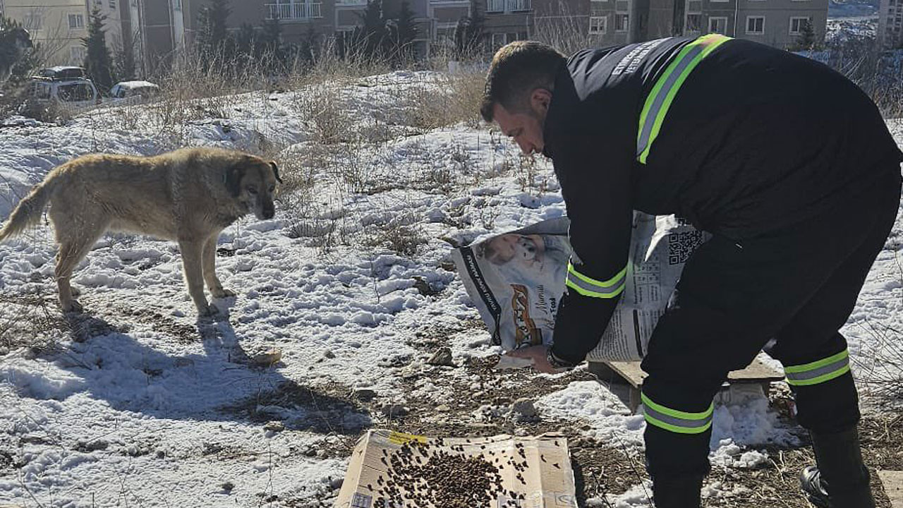 Etimesgut'ta sokak hayvanları unutulmadı!