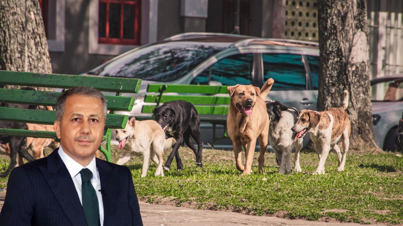 Ankara'da gündem sokak hayvanları! Bakanlık gece yarısı toplantı yaptı