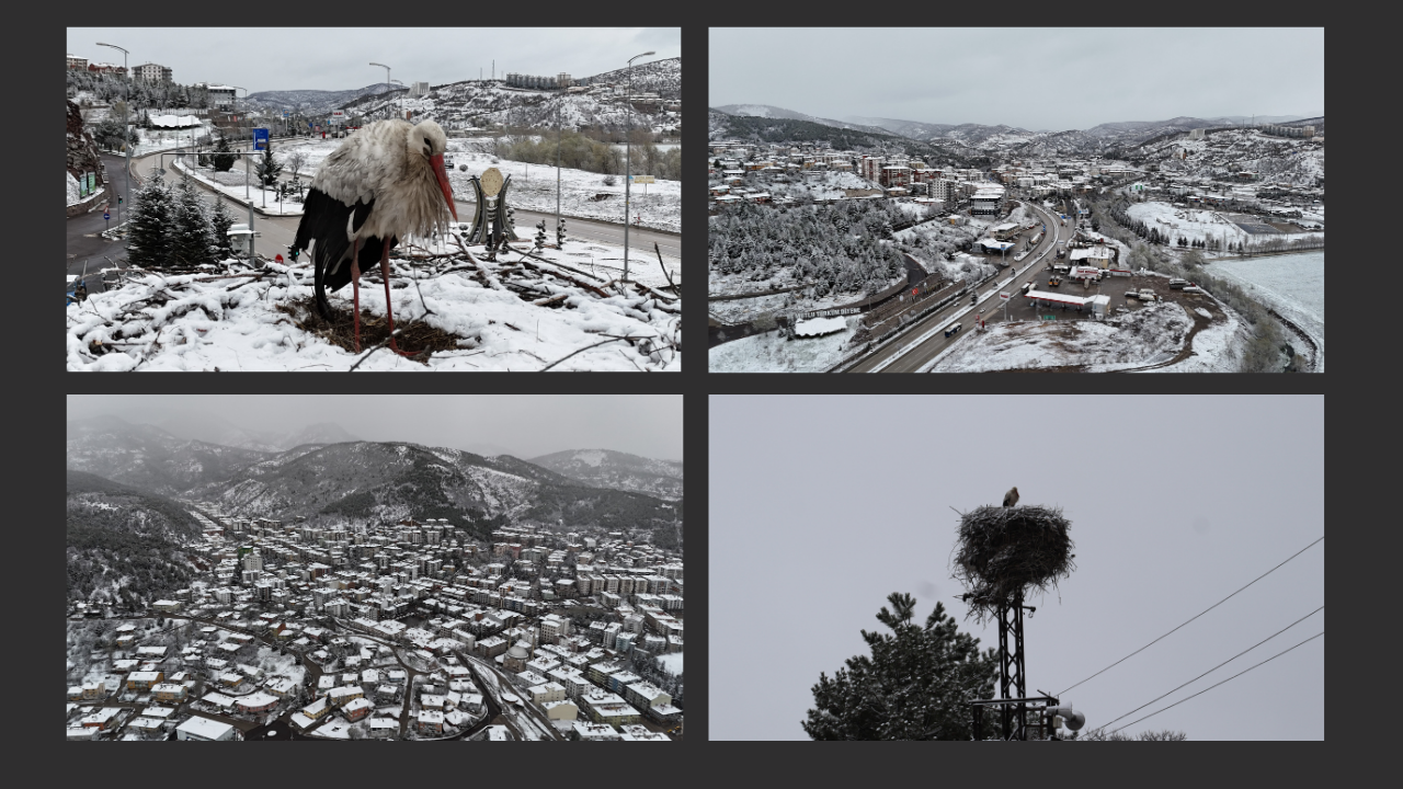Ankara’da leyleklere kar sürprizi