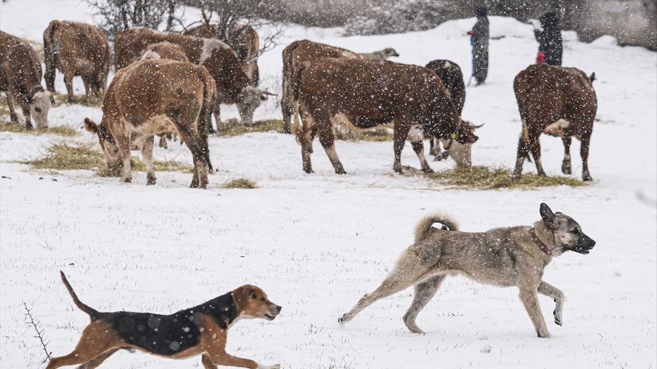 Kızılcahamam’ın Belpınar Köyünde nisan karına direnen hayvancılık faaliyeti kartpostallık görüntüler oluşturdu