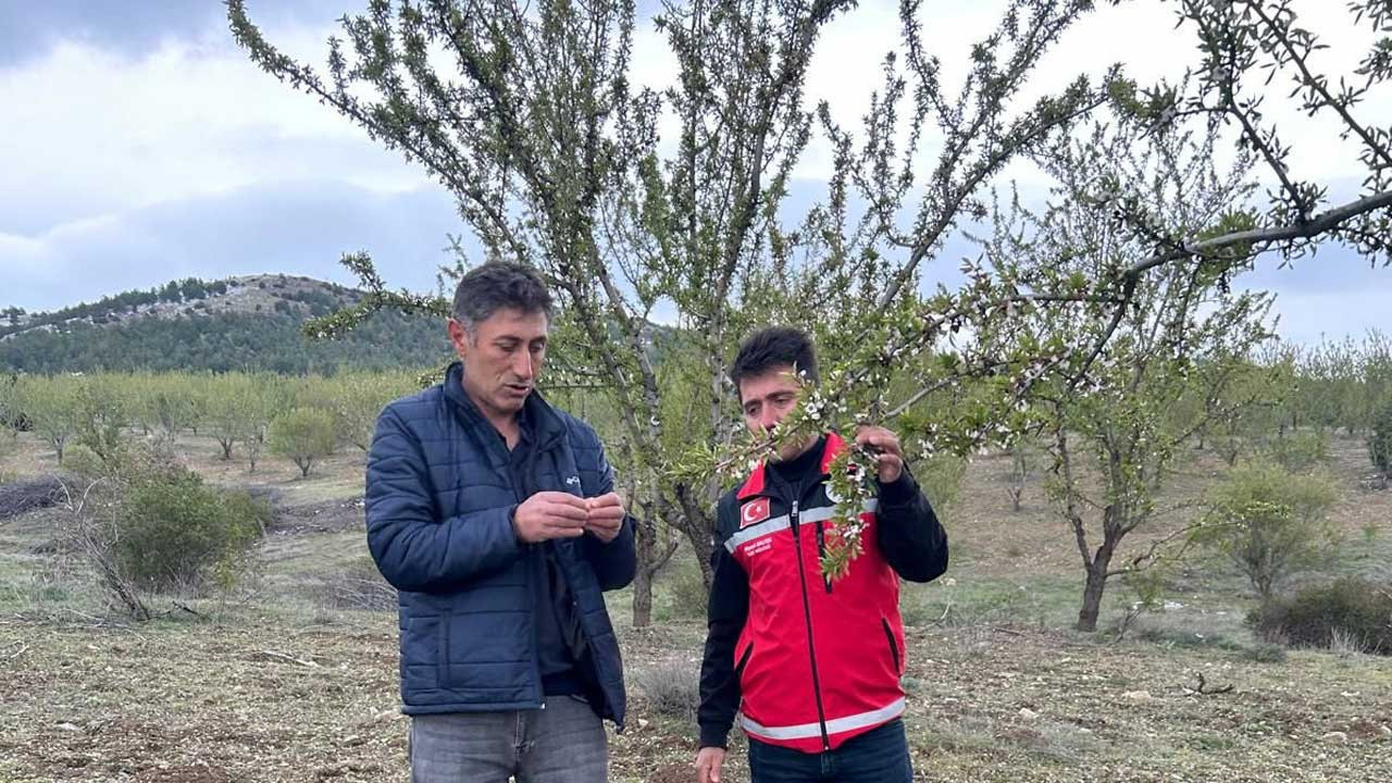 Yozgat’ta zirai don, meyve ağaçlarını vurdu, Valilik devreye girdi