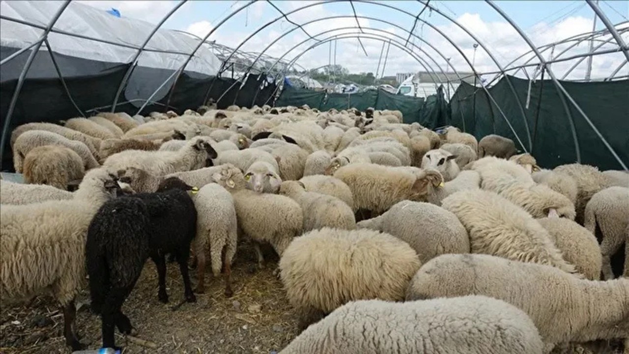 2025 Kurbanlık fiyatları belli oluyor: Ankara'da bu yıl kurbanlık ne kadar?
