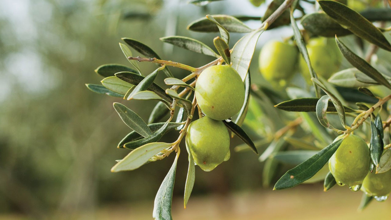Ankara Büyükşehir Belediyesinden Nallıhan’a zeytin fidanı desteği