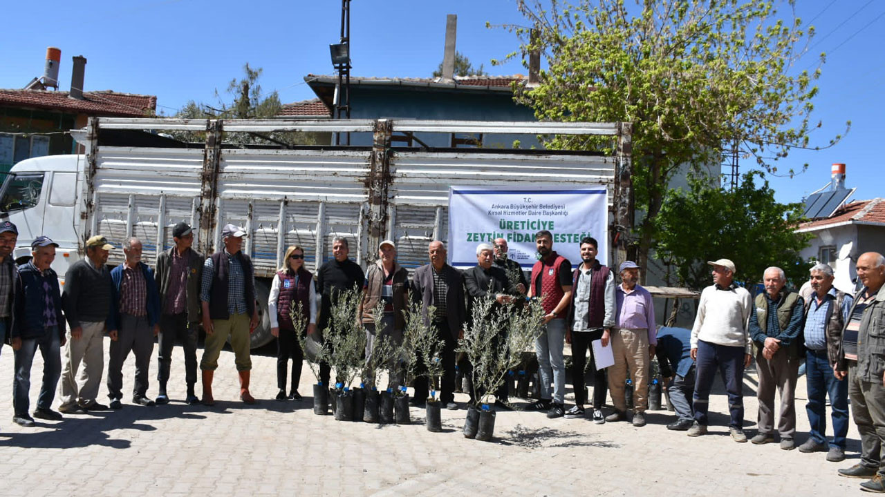 Nallıhan’da zeytin fidanı dağıtımıyla tarıma destek sürüyor