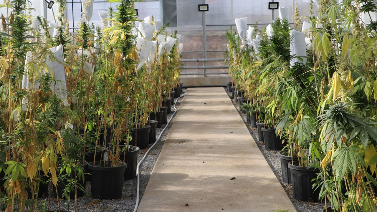 Yozgat'ta yerli kenevir için 'AB tescili' hamlesi