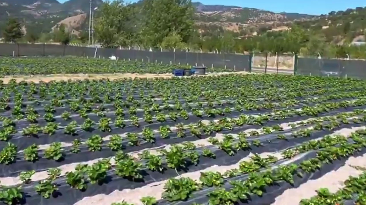 Kızılcahamam'da çiftçiler çilek üretimine devam ediyor