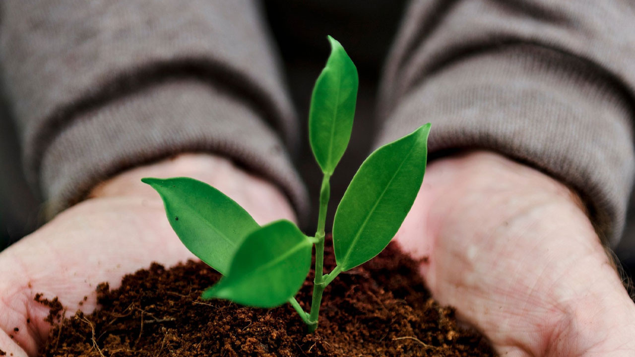 Şereflikoçhisar Belediyesinden zirai don sebebiyle zarar gören üreticiye uyarı