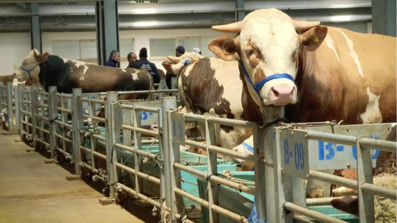 Ankara'da kurban fiyatları ne kadar? Kurban kesim noktaları nereler?