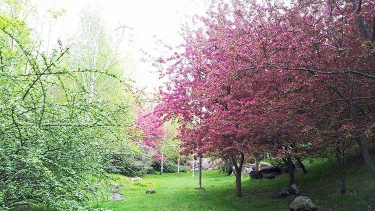 Ankara Portakal Çiçeği Parkı nerede, nasıl gidilir?