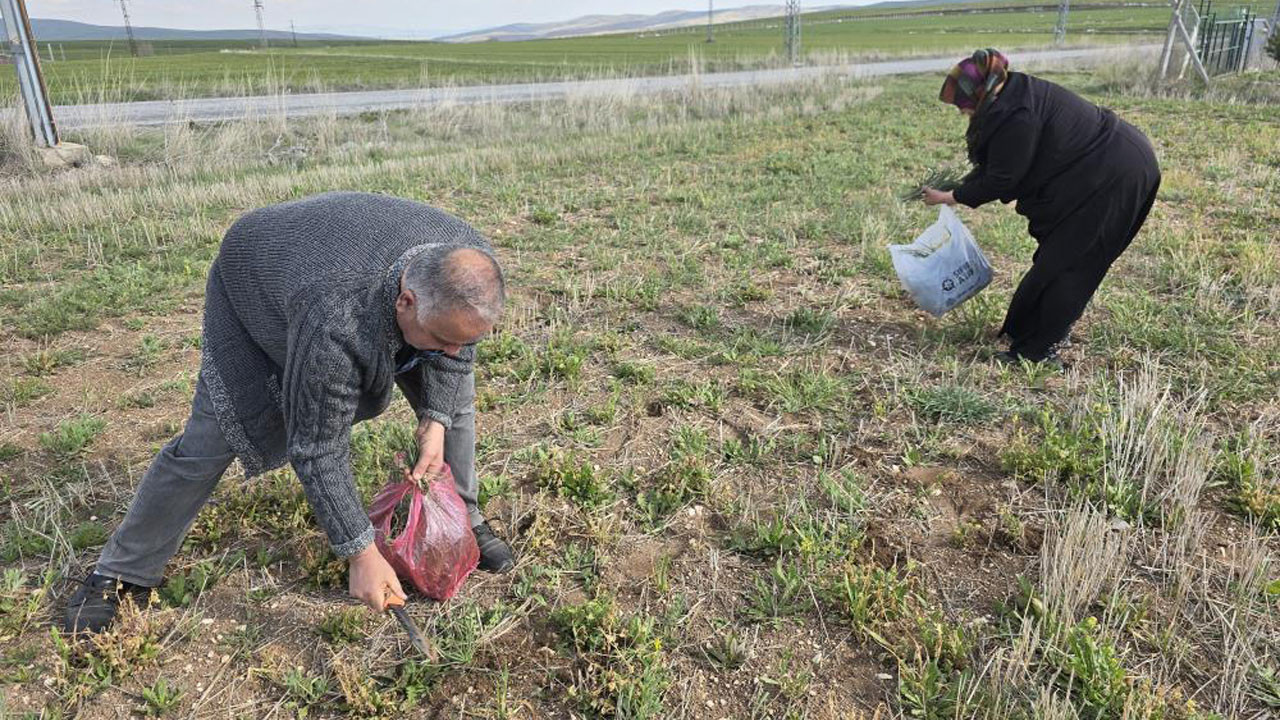 Yozgat’ın şifalı yemlik otu, mucize deposu