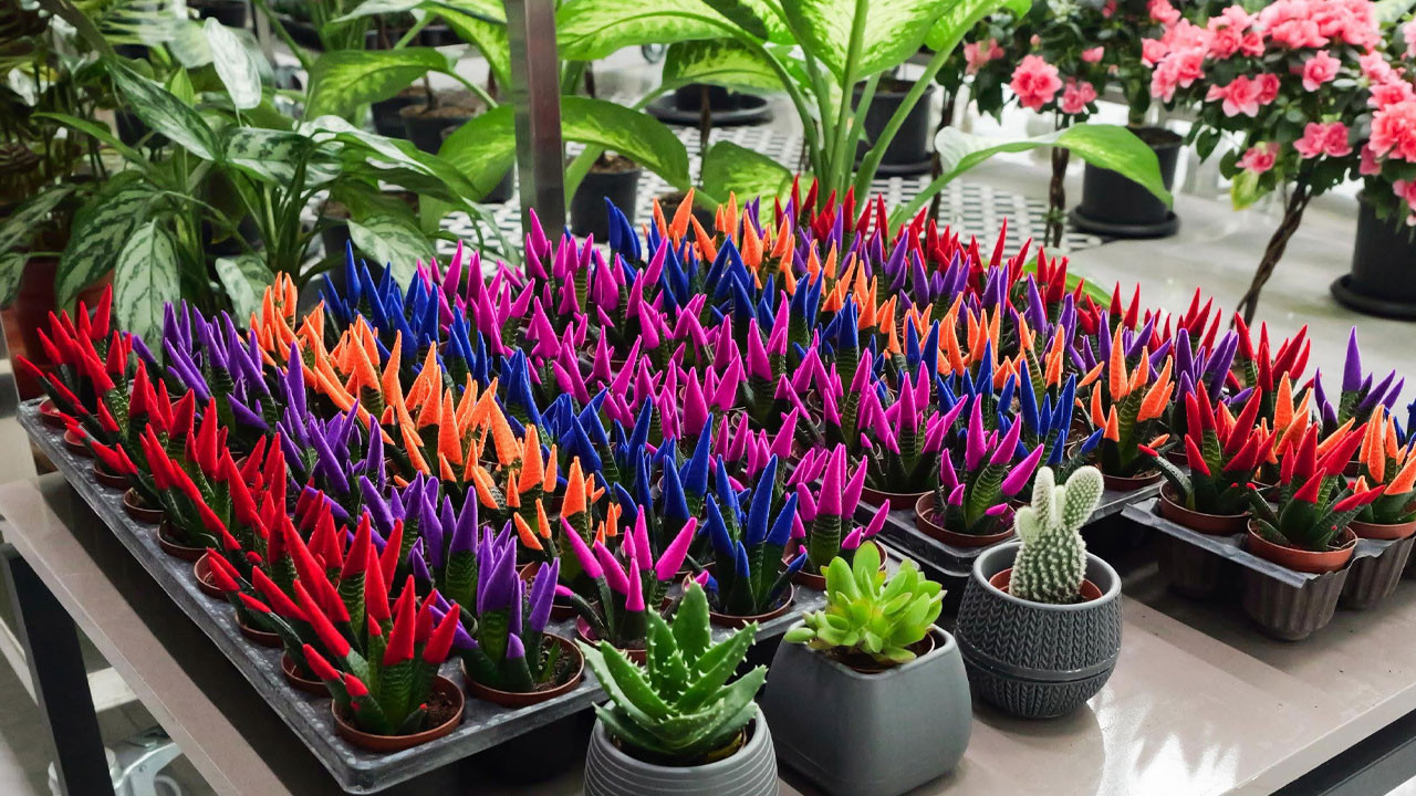 Etimesgut Çiçek Hastanesi’nde bahara özel yeni bitki türleri raflarda