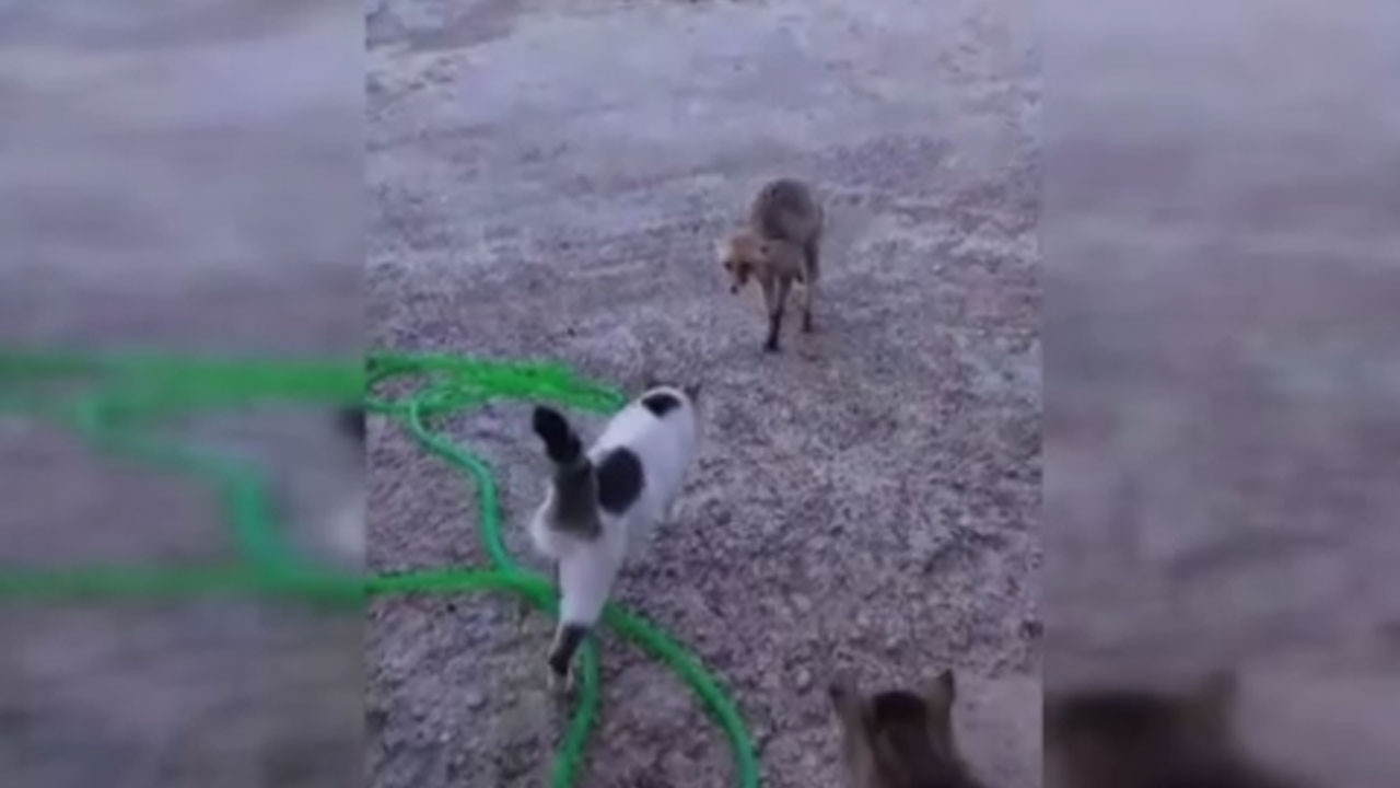 Yozgat’ın vefasız tilkisine köylüden Trump benzetmesi!