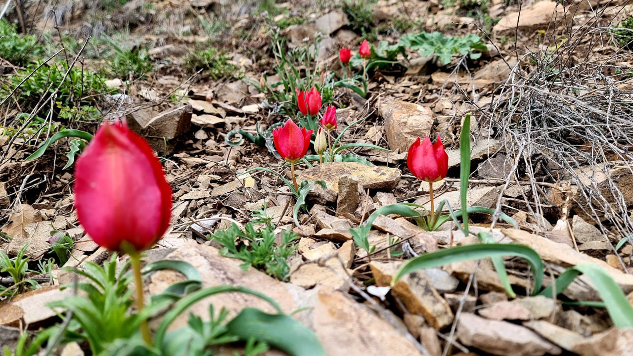 Kızılcahamam’da baharın zarif elçisi Dağ Lalesi göz kamaştırdı