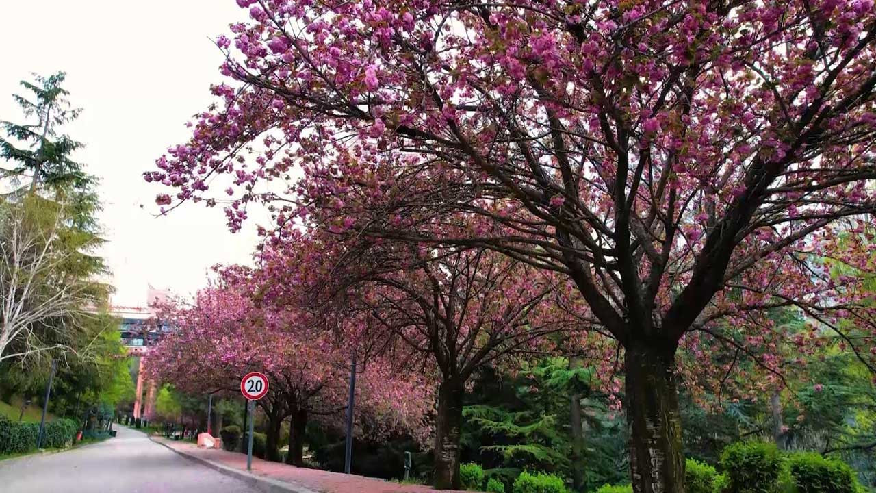 Ankara sakuralarla masalsı bir bahara hazır!