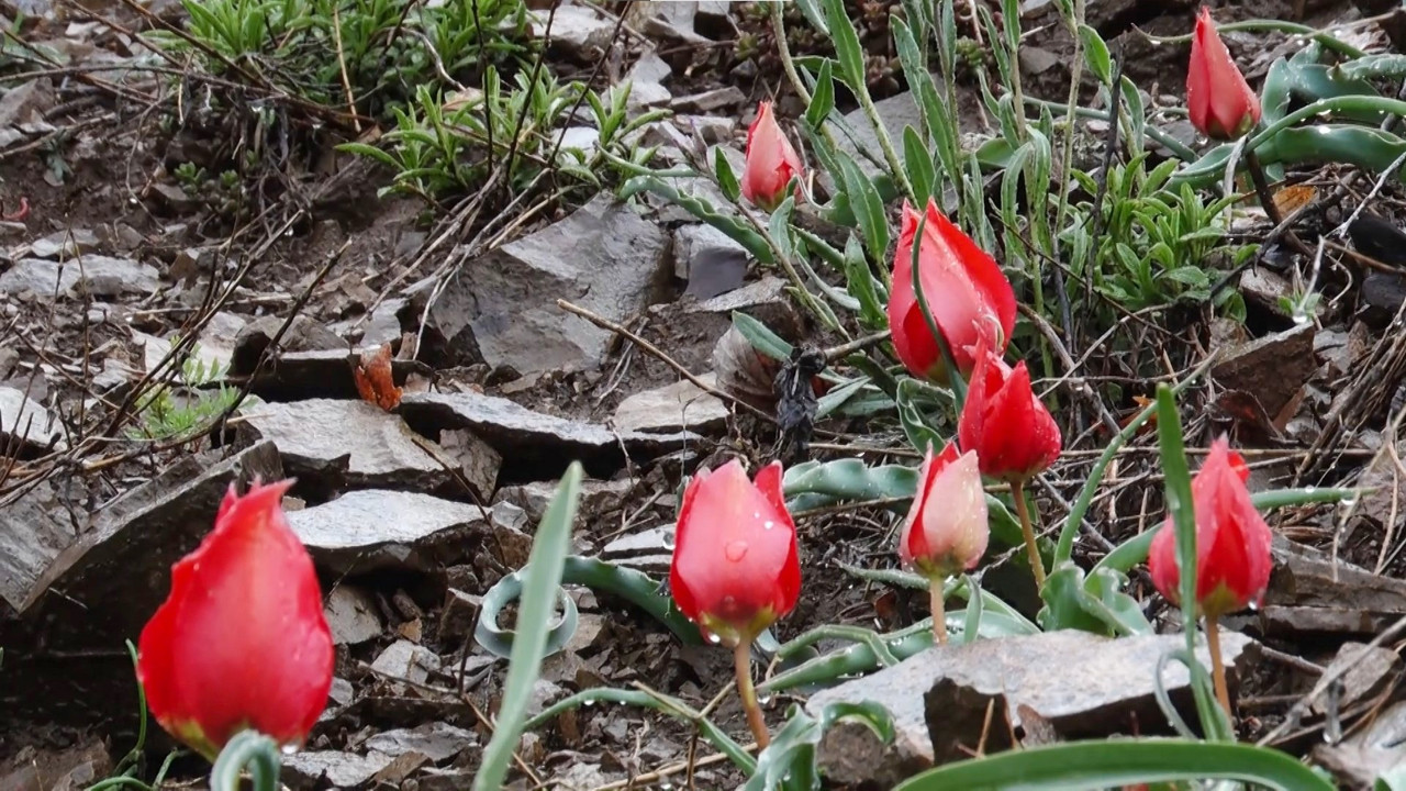 Kızılcahamam'da sadece 15 gün yaşayan dağ lalesi göz kamaştırıyor