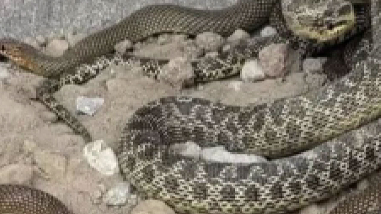 Beypazarı’nda kazı yapan operatörün karşısına 2,5 metrelik yılanlar çıktı