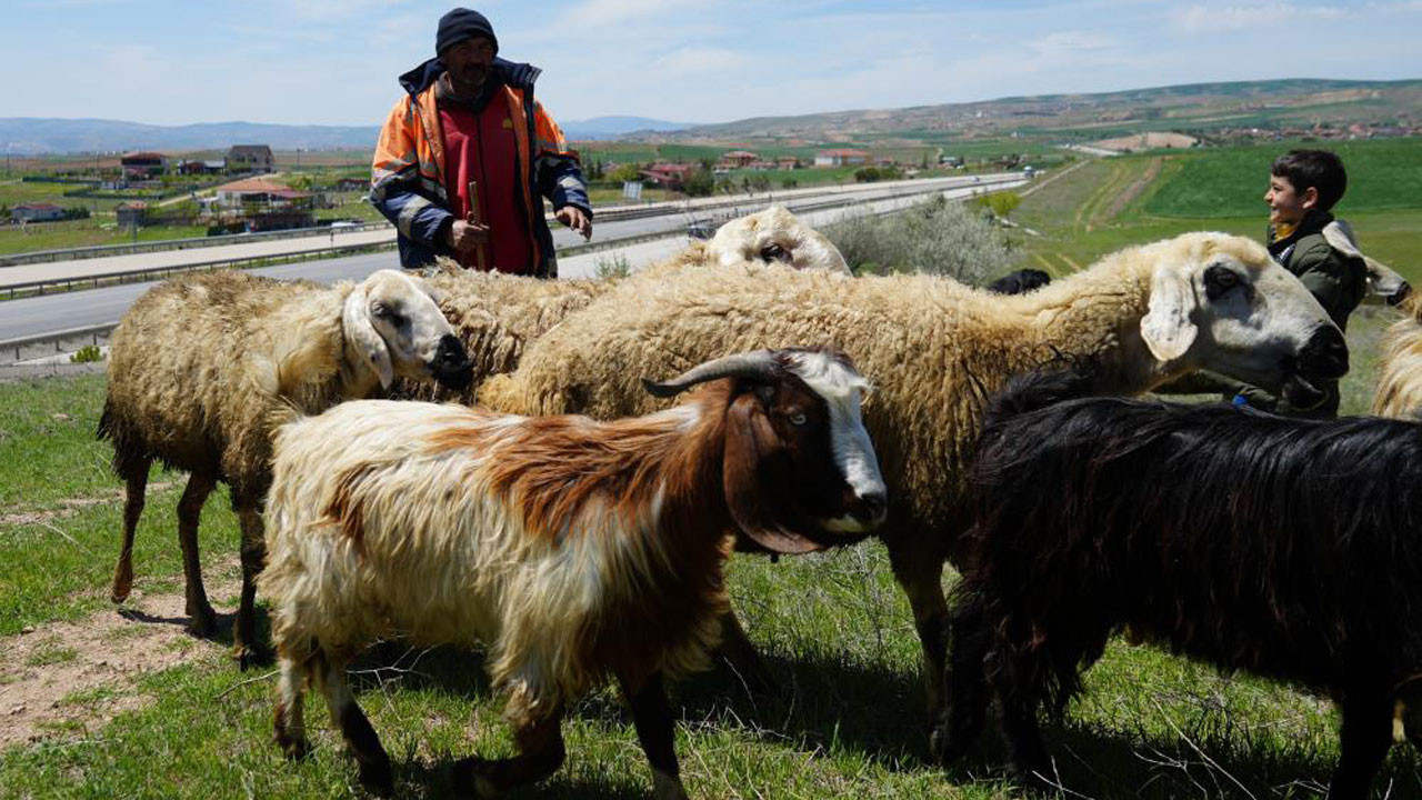 Küçükbaşla geçen büyük hayat mücadelesi