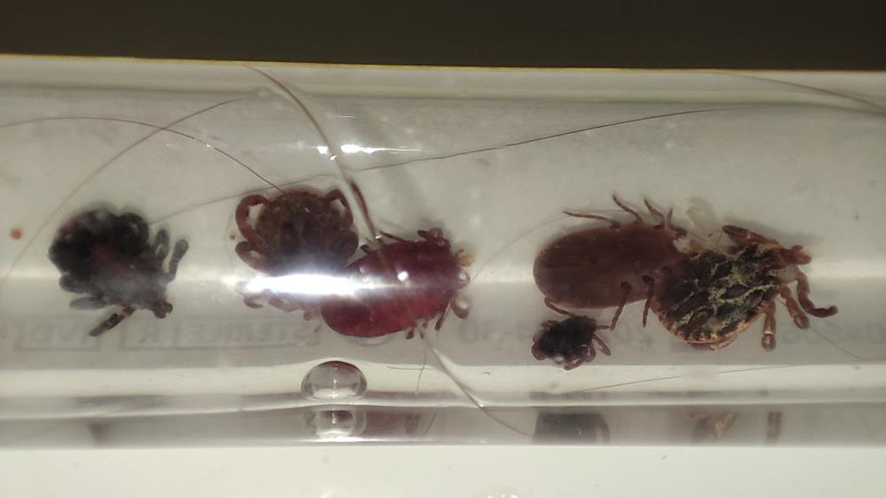 Yozgat'ta kene alarmı verildi