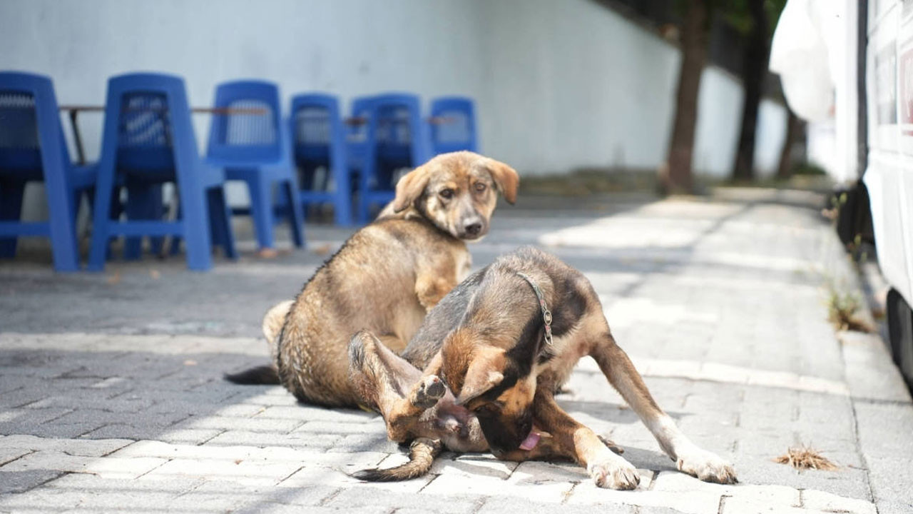 Hayvanları Koruma Kanunu hakkında sıcak gelişme! Kanun iptal mi edilecek?