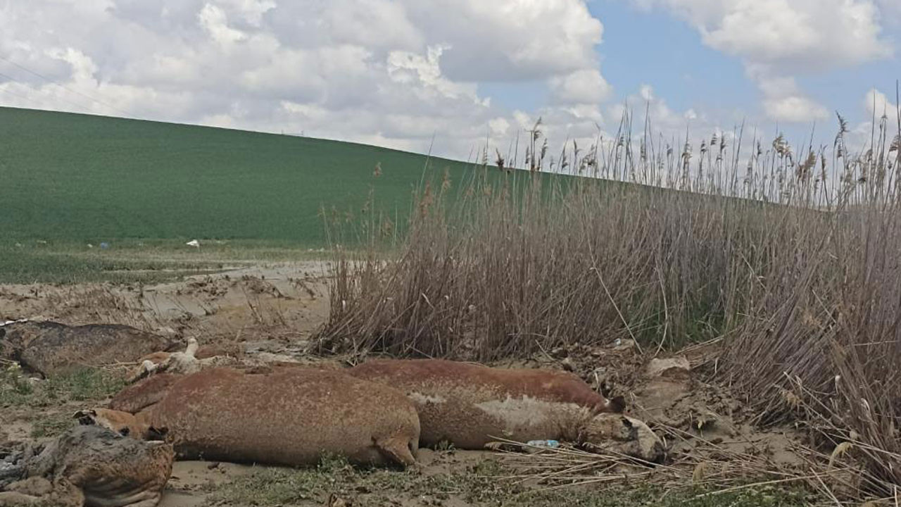 Polatlı'yı sel aldı! 17 büyükbaş hayvan telef oldu!