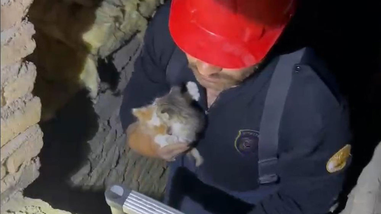 Kırıkkale'de yavru kediler operasyonla kurtarıldı