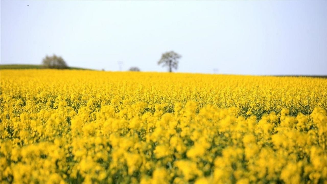 Polatlı'da kanolalar çiçek açtı, tarlalar sarıya boyandı