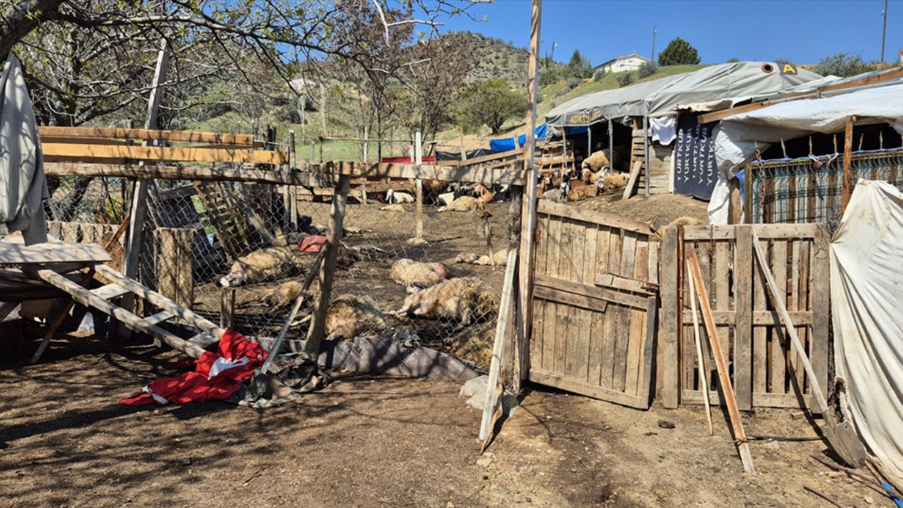 Kırıkkale’de kurt saldırısı: 25 küçükbaş hayvan telef oldu
