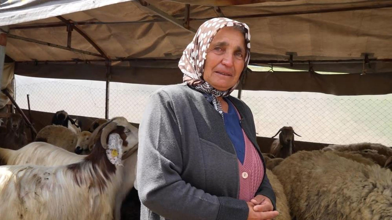 Kırıkkale’de kurt dehşeti: 24 koyun telef oldu!