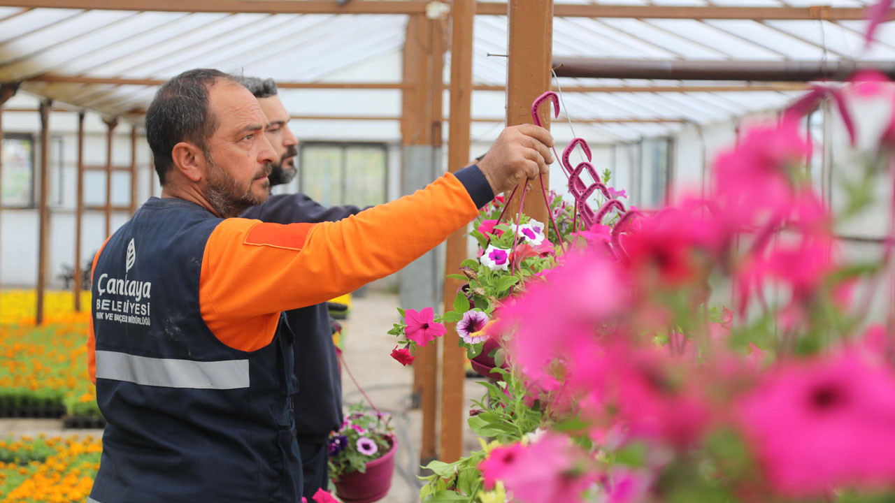 Çankaya Belediyesi, yaz dönemi için 200 bin fideyi hazırlıyor