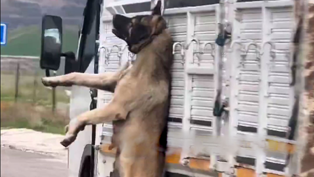Yozgat’ta vicdanları sızlatan görüntü! Köpek kamyonette boynundan asılarak taşındı