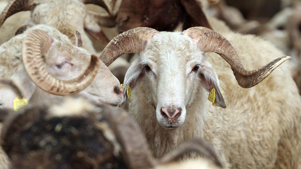 Şereflikoçhisar Belediyesinden Kurban Bayramı müjdesi! Randevular başladı
