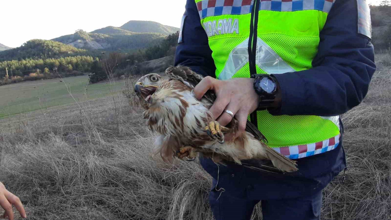 Yozgat'ta yaralı halde bulunan iki şahin tedavi altına alındı