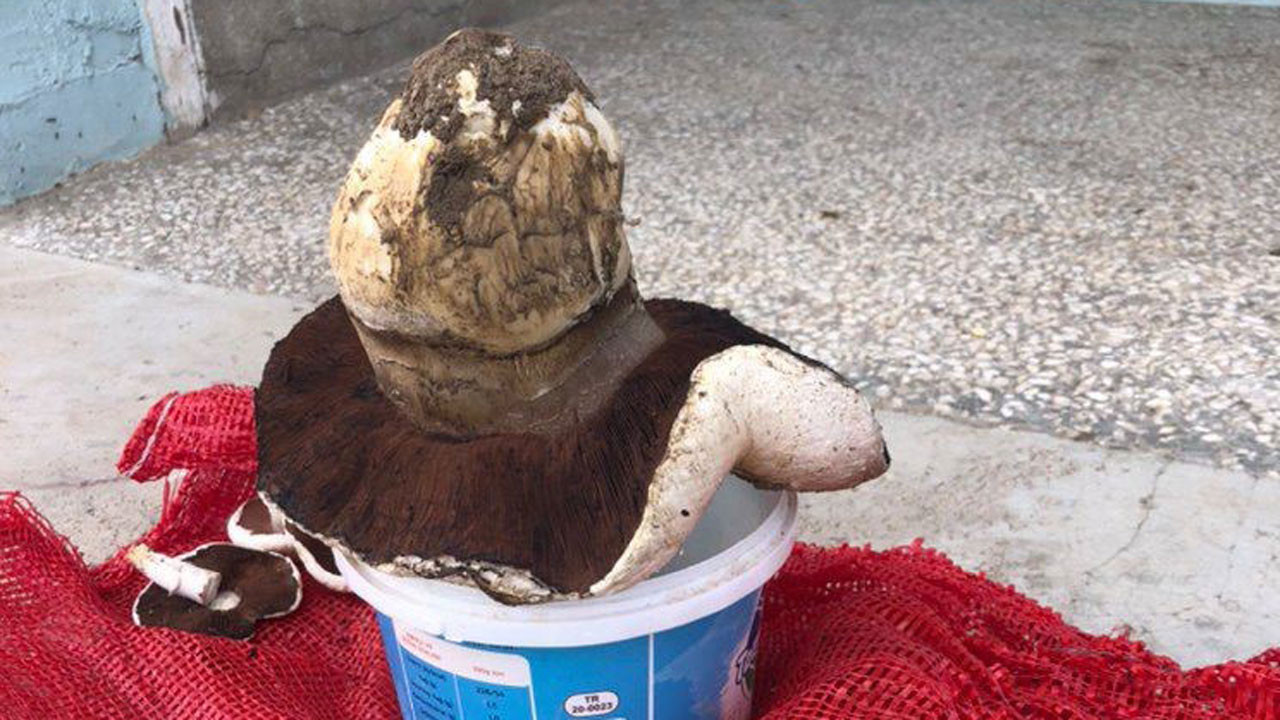 Ankara’da tarlada bulunan 1 kiloluk dev mantar görenleri şaşkına çevirdi
