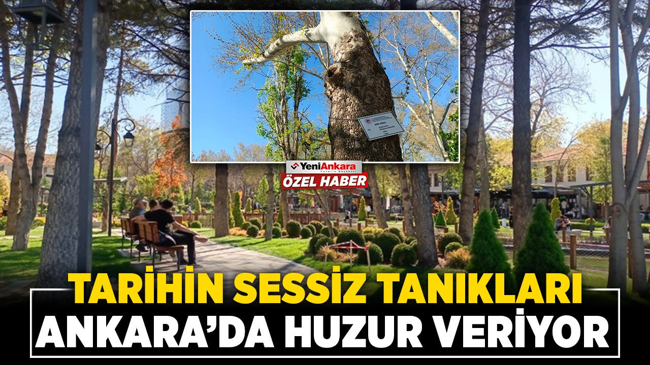 Tarihin sessiz tanıkları Ankara'da huzur veriyor