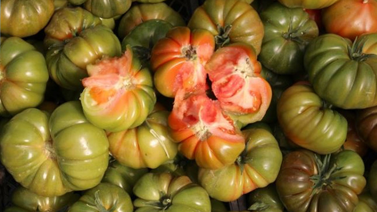 Gölbaşı Belediyesinden Ata tohumu fideleri dağıtımı