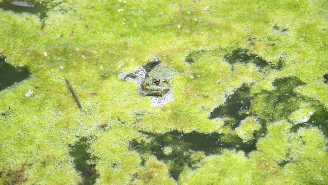 Doğanın korosu yankılandı, kurbağalar sahneye çıktı