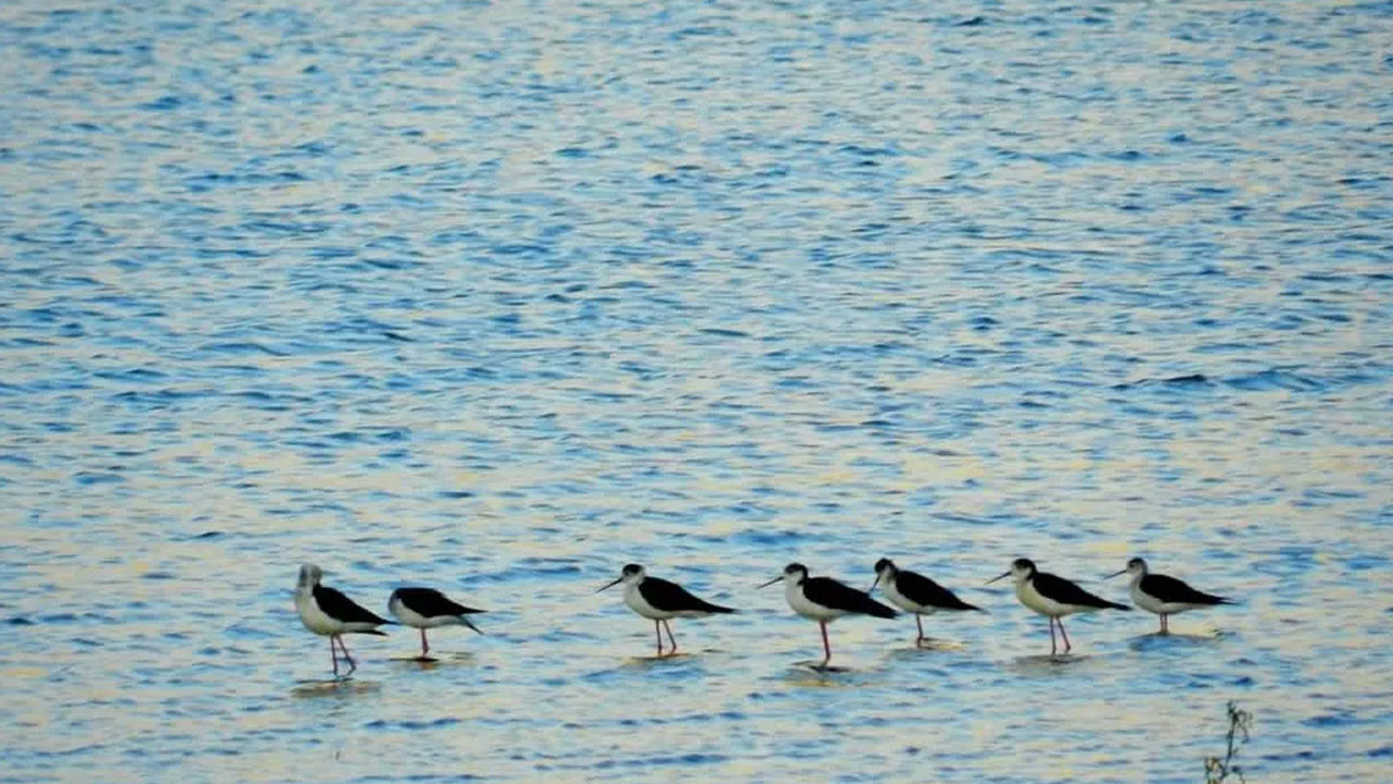 Eşsiz doğasıyla ünlü Nallıhan’da 8. Foto Safari başlıyor