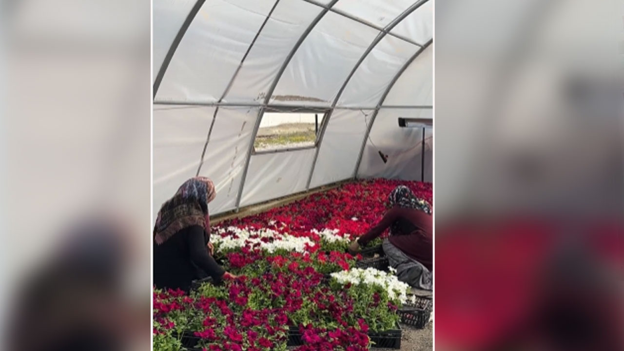 Çubuk Belediyesinden bahar coşkusu! Şehir yeşile ve renklere bürünüyor!