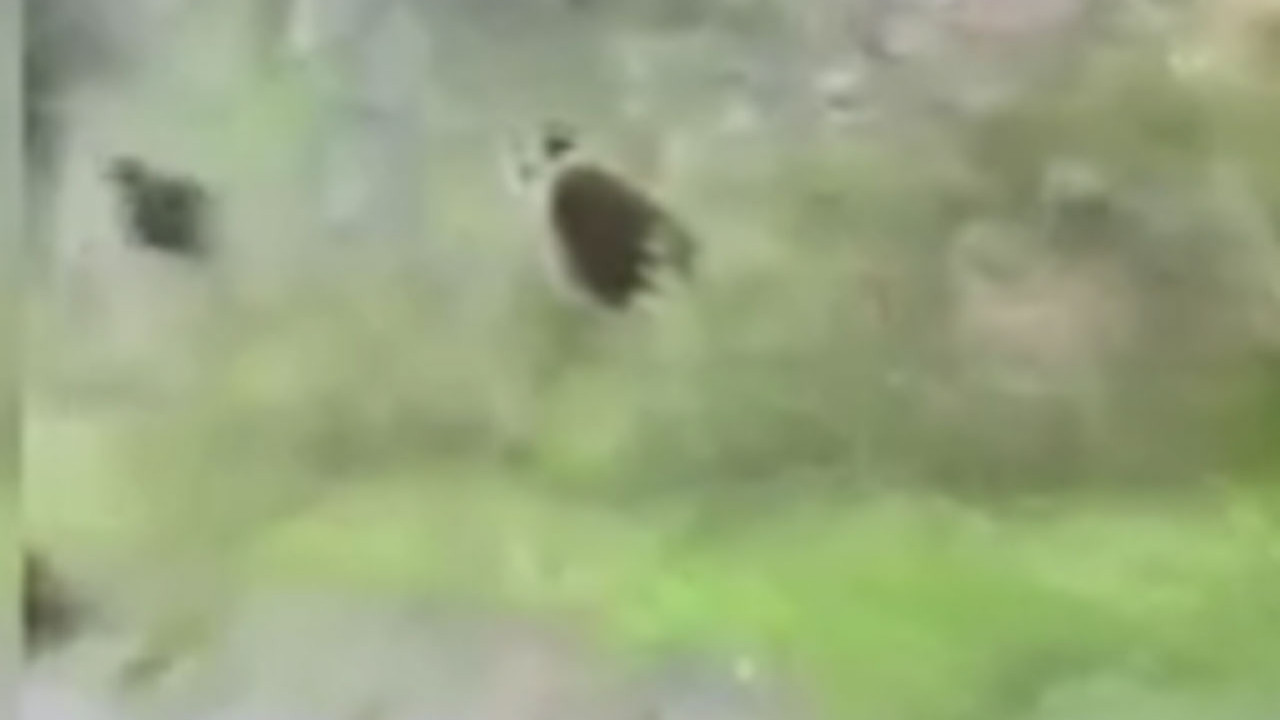 Beypazarı’nda otomobil sürücüsü yolda 3 ayı ile karşılaştı