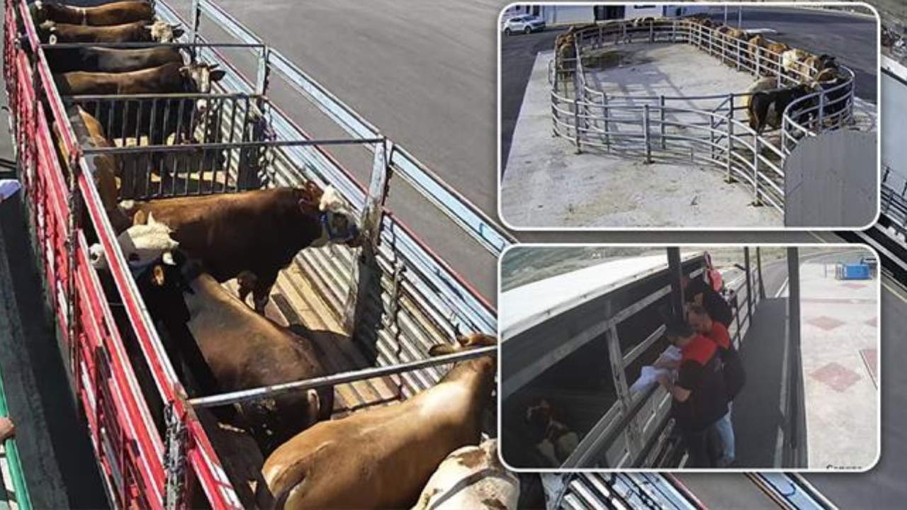 Çubuk'ta Kurban Bayramı öncesi sıkı denetim