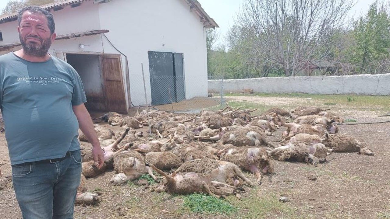 Haymana’da kurt dehşeti! 92 kuzu telef oldu