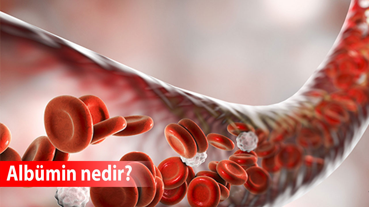 Albümin nedir? Kanda albümin değeri kaç olmalı? Albümin düşüklüğü ne demek, yüksekliğine ne iyi gelir?