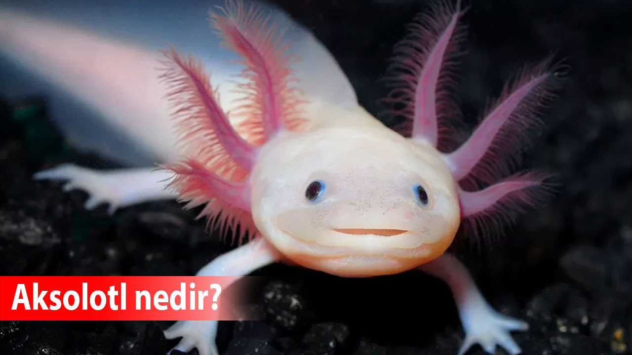 Aksolotl nedir? Aksolotlların özellikleri nelerdir? Aksolotl ölümsüz mü?