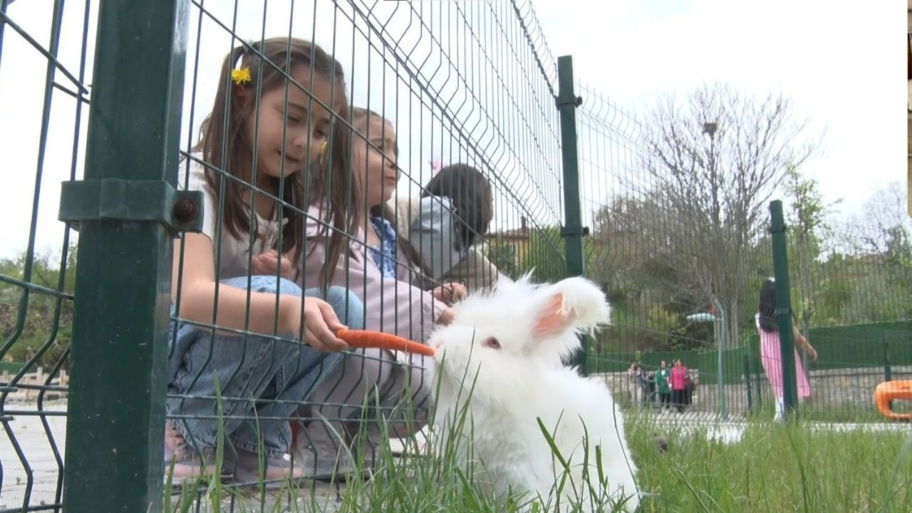 Elmadağ Belediyesi Angora tavşanlarını koruma altına aldı